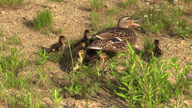 vlcsnap-2019-05-19-20h13m29s885.png 
