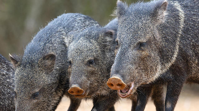 three-javelina-rooting-verne-lehmberg-promo.jpg 