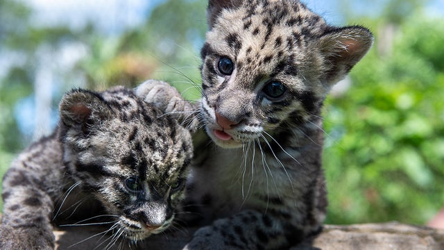 pittsburgh-zoo-clouded-leopards-1.jpg 