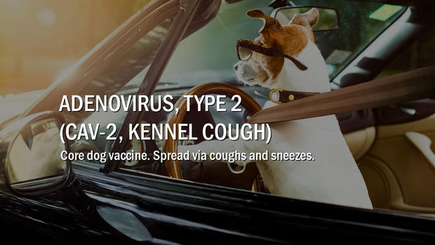 5-adenovirus-type-2 