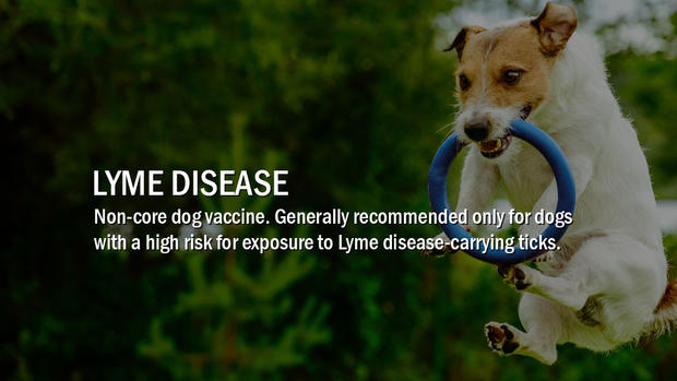 8-Lyme-Disease 
