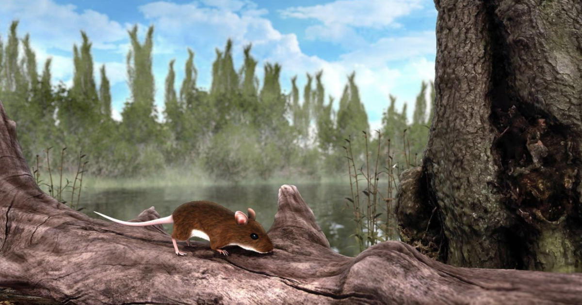 Mighty Mouse study: 3 million-year-old 