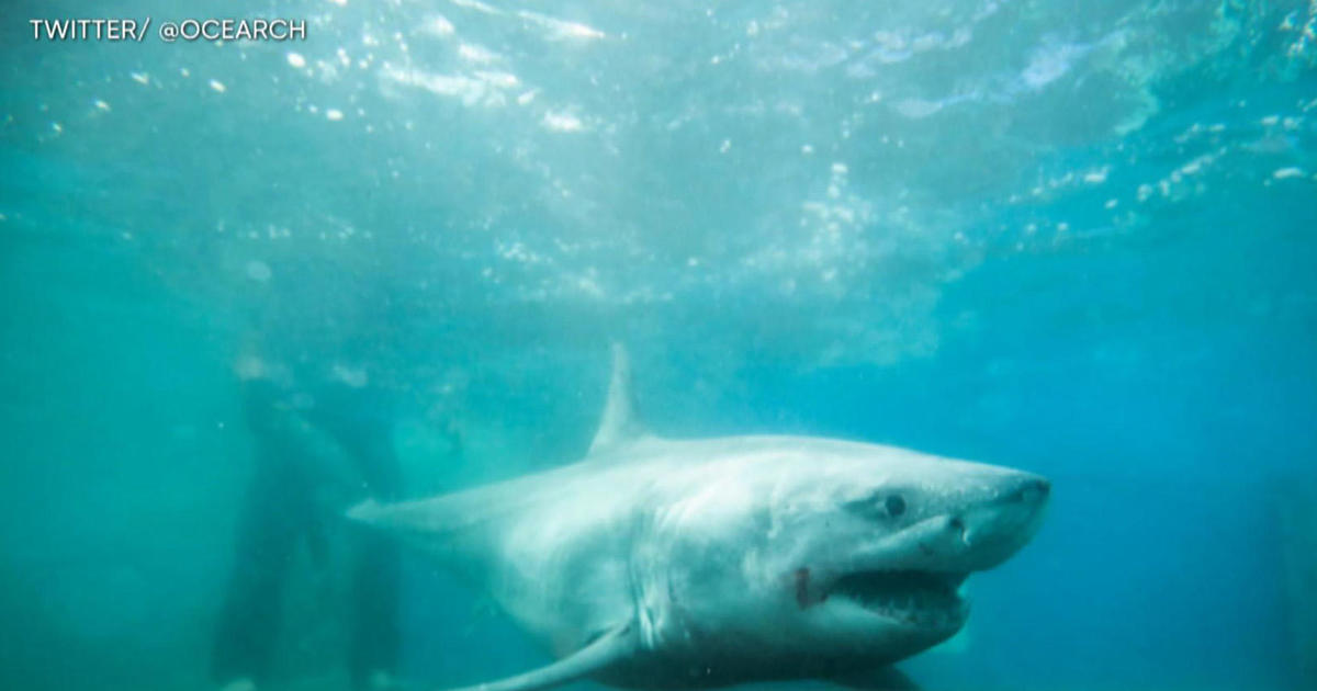 Great white shark tracked in Long Island Sound for first time CBS News
