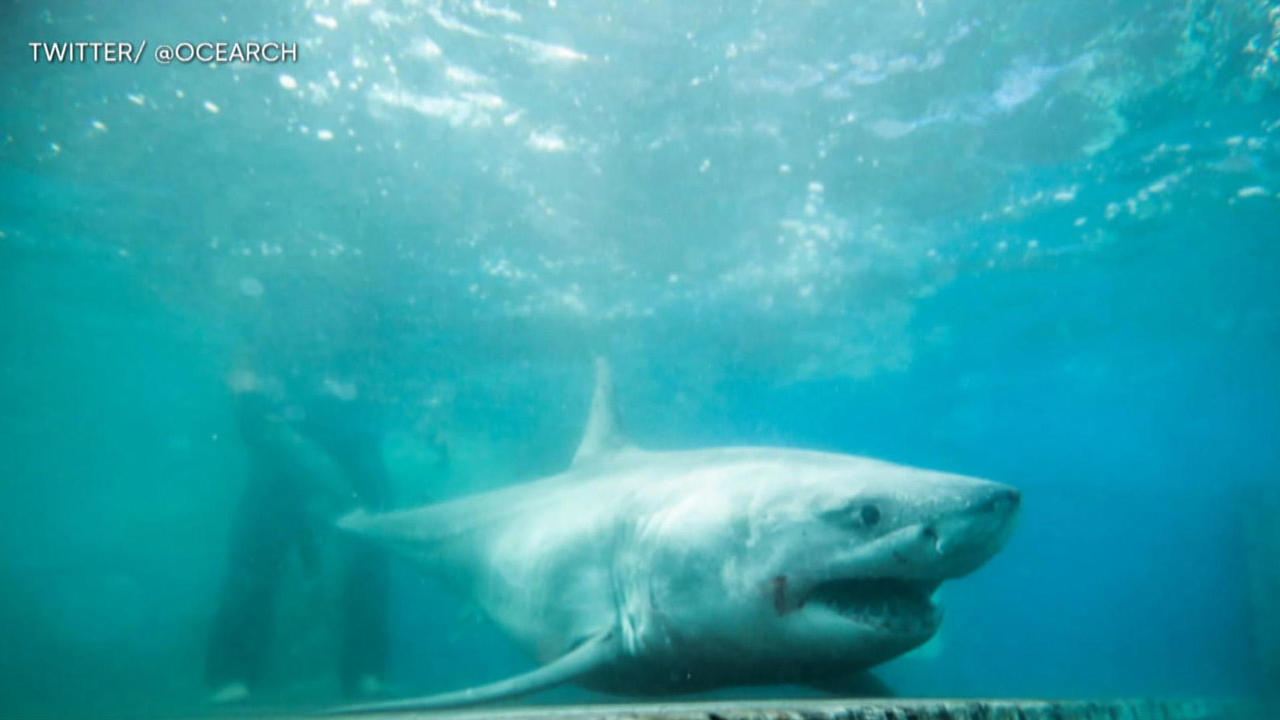 Great White Shark Spotted Off Coast Of Long Island: Ocearch