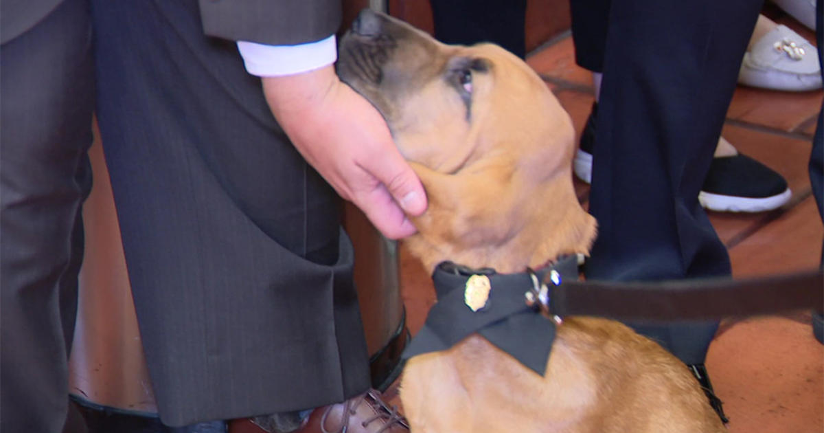 Miami Police Department Welcome New Bloodhound From Jimmy Ryce Center