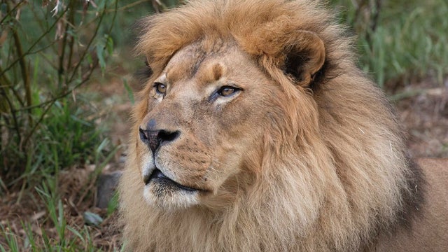jahari-san-francisco-zoo-lion.jpg 