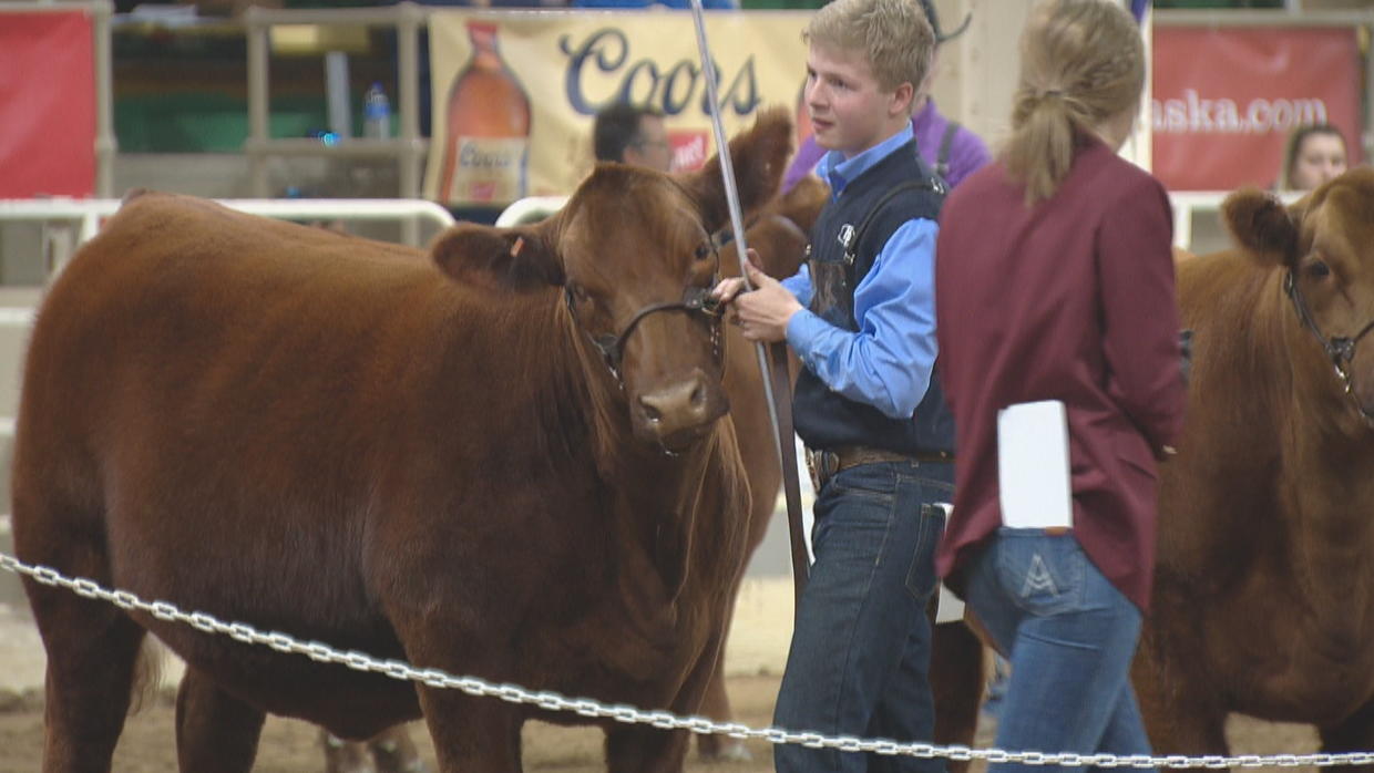 'Move 'Em Out' National Western Stock Show Parade Kicks Off Denver