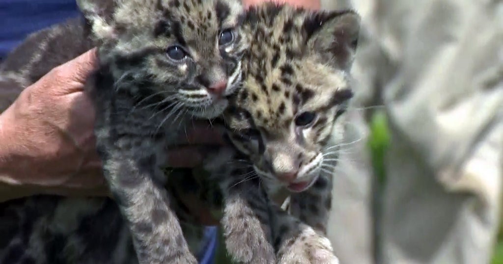 Pittsburgh Zoo Names Clouded Leopard Cubs Rukai And Kansas - CBS Pittsburgh