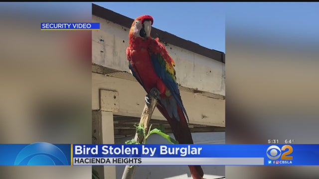 baby-stolen-macaw.jpg 