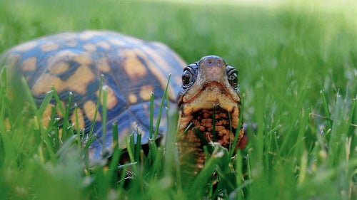 turtle.jpg 