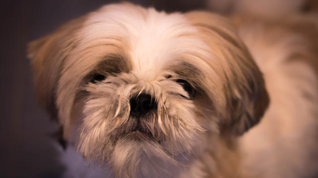 File photo of a Shih Tzu dog 