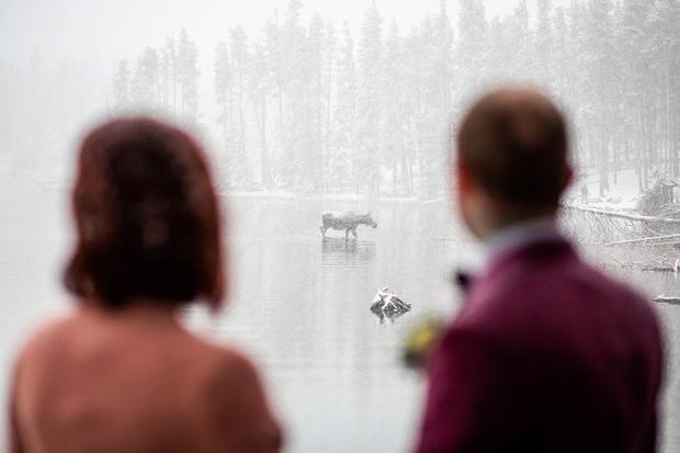 estes park moose wedding 