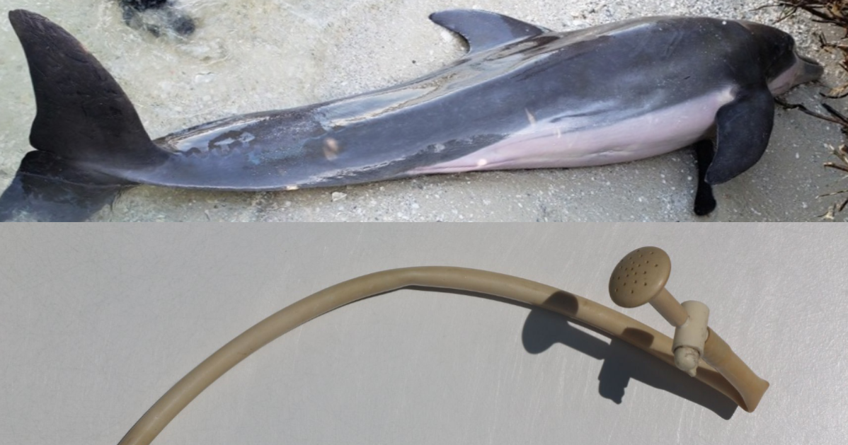 Dead dolphin with plastic shower hose in its stomach found in Florida