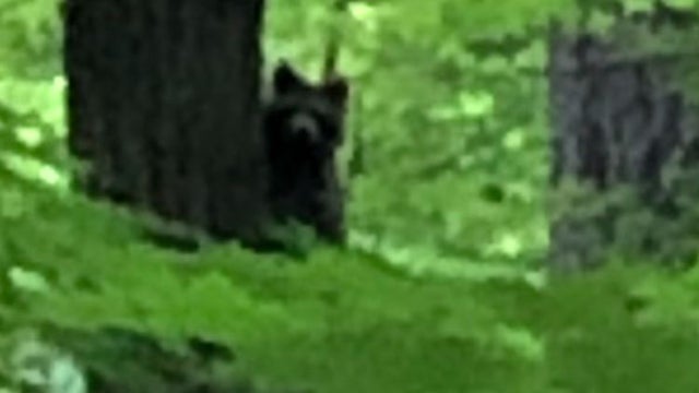 bear_cub_murrysville_recreation_department.jpg 