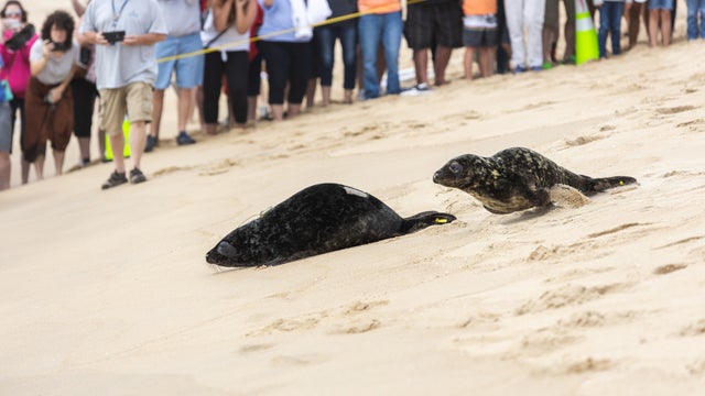 20190523animalrescue_sealreleasemoody9.jpg 