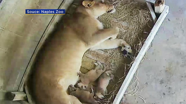 naples-zoo-lion-cubs.jpg 