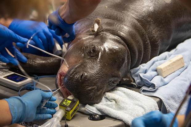 Juvenile Pygmy Hippo Surgery 