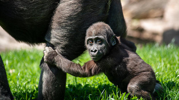Frankie pittsburgh zoo gorilla 