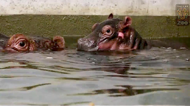 Dallas baby hippo 