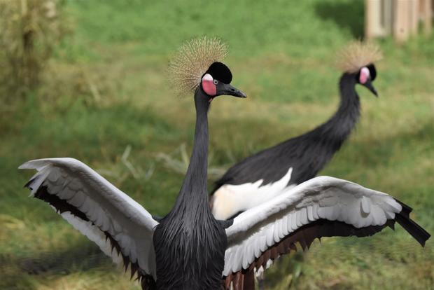 Black-crowned-cranes-2019-20 