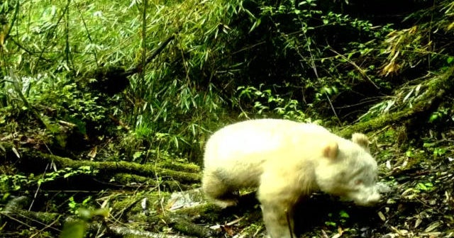 First documented photo of allwhite albino panda CBS News