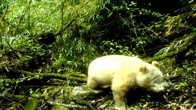 cbsn-fusion-first-ever-photo-of-white-albino-panda-revealed-thumbnail-1860119-640x360.jpg 