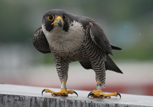 UMass Lowell 2019 falcons 1 