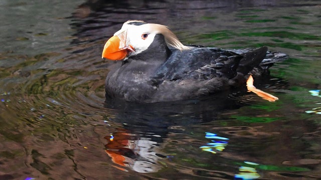 US-ENVIRONMENT-TUFTED-PUFFIN 