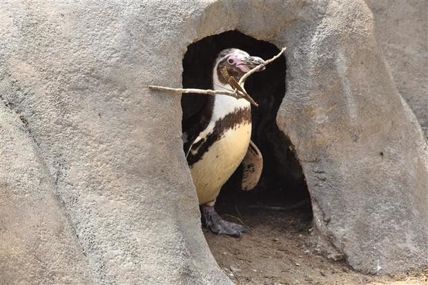 philadelphia-zoo-penguins-6.jpg 