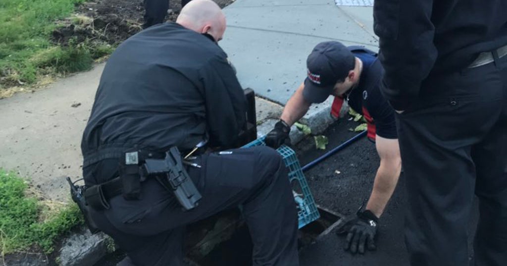 Waltham Firefighters, Police Rescue Ducklings From Storm Drain - CBS Boston