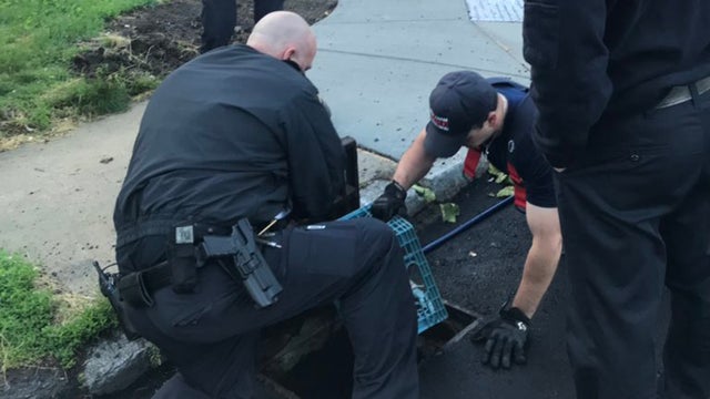 waltham-fire-police-ducklings.jpg 