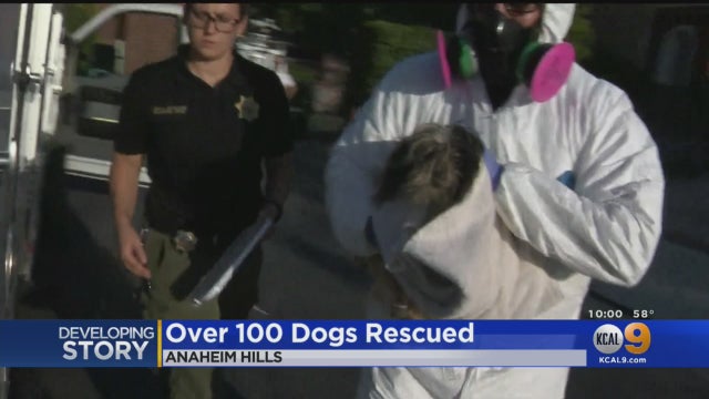 dog-rescue.jpg 
