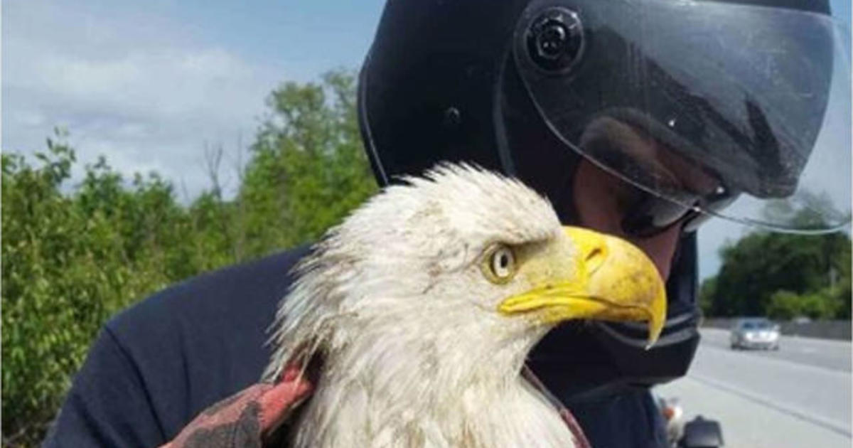 Man Rescues Injured Bald Eagle Trapped In The Middle Of A Busy Highway ...