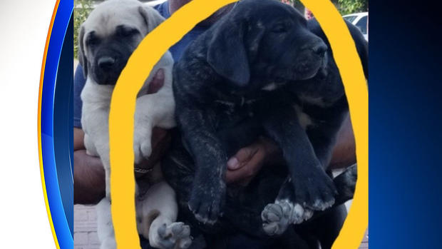 Stolen Fort Worth Bullmastiff puppy 