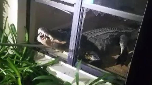 Yikes! 11-Foot Alligator Breaks Into Florida Home - CBS Miami