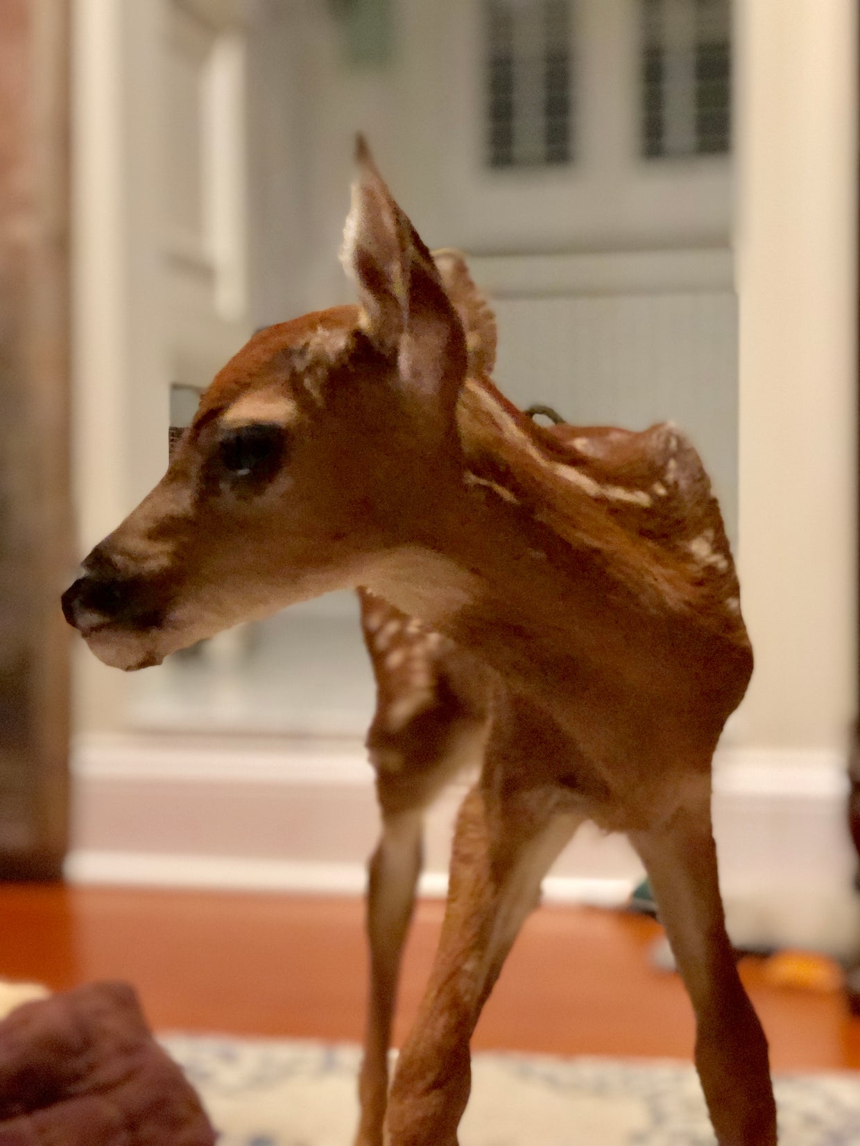 Fawn 