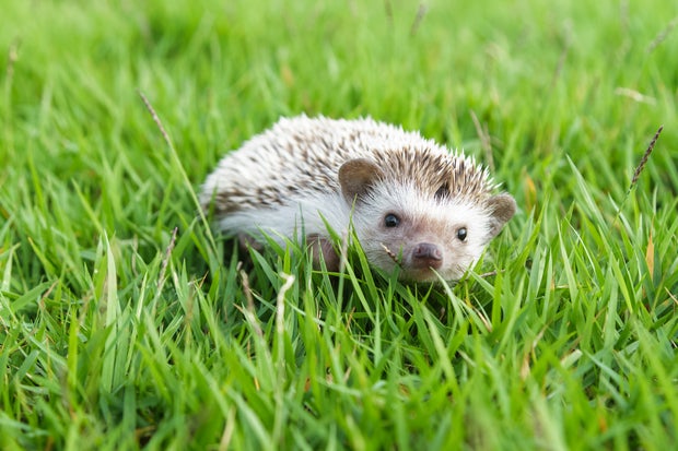 Little Hedgehog in the green grass 