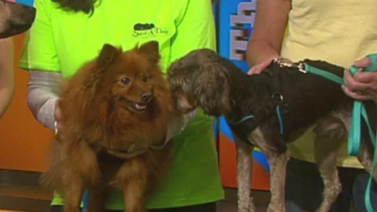 Pet Parade: Save A Dog Of Sudbury - CBS Boston