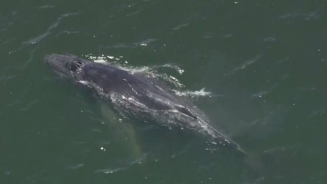 alameda_whale_060319.jpg 