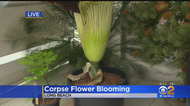 corpse-flower-blooms.jpg 