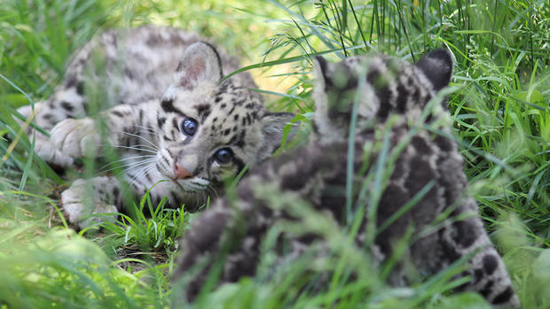 Pittsburgh Zoo Baby Clouded Leopard Cubs 