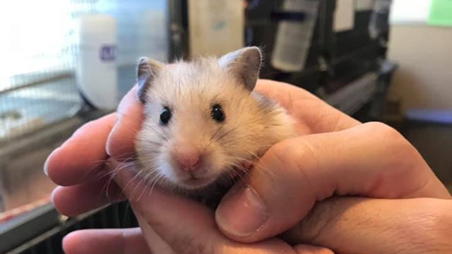 hamsters-bradshaw-animal-shelter.jpg 