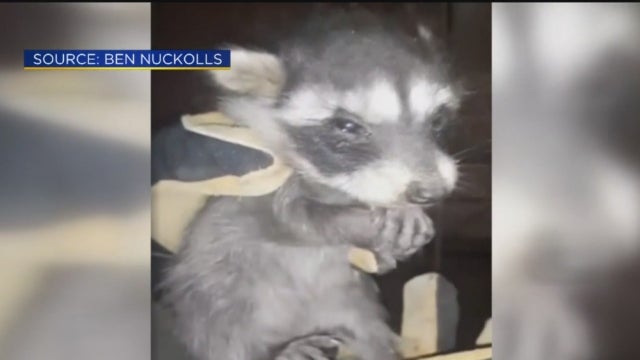 racoon-rescue.jpg 
