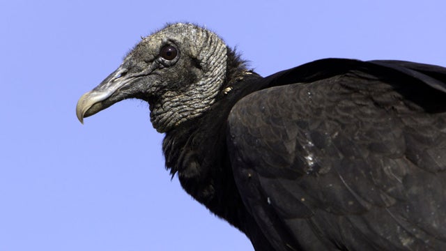 black-vulture-ap.jpg 