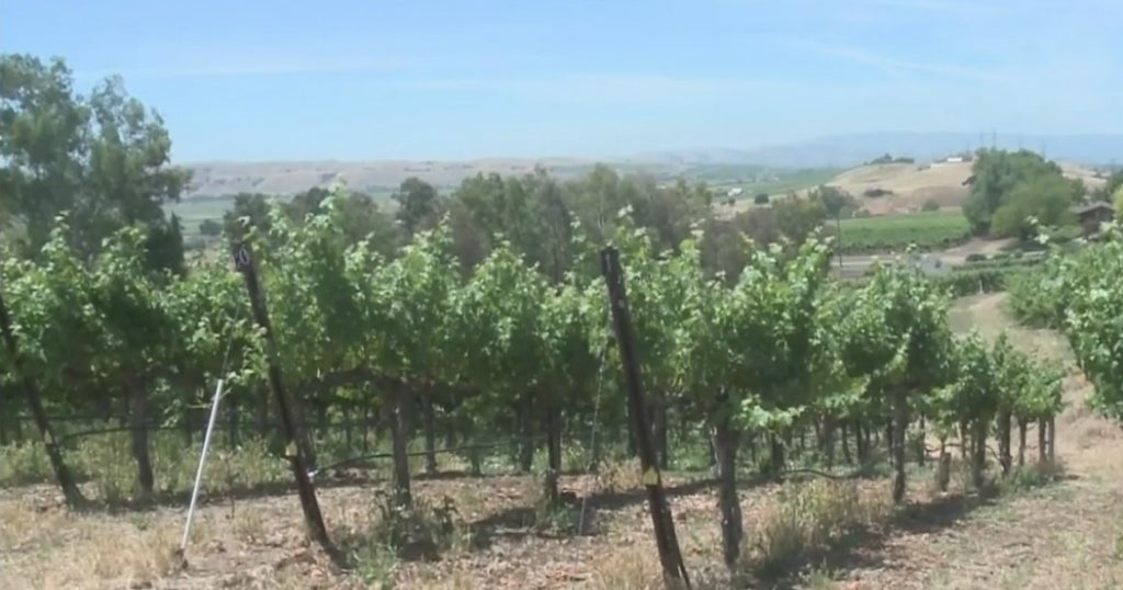Extended Wet Season Could Push Back Harvest For Local Vineyards CBS