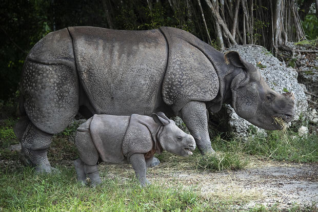 Baby Rhino at Zoo Miami 