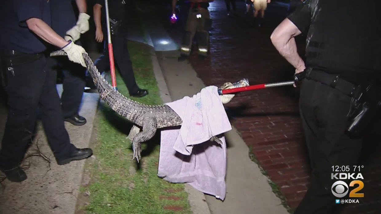 alligator found at choctaw casino pocola