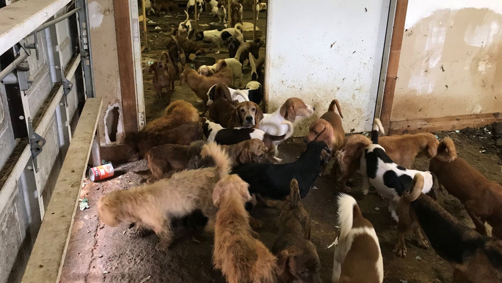 More Than 100 Dogs, Cats Rescued From Deplorable Conditions In South ...