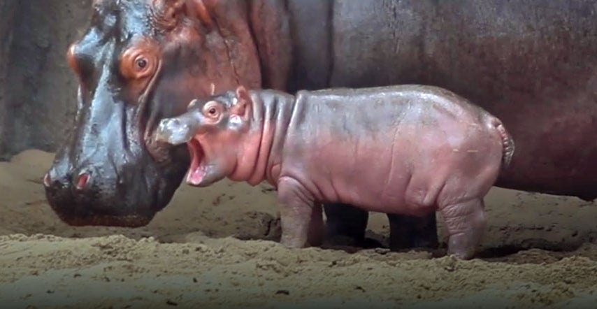 It's A Girl! Hippo Calf Born At Dallas Zoo Is Female - CBS DFW