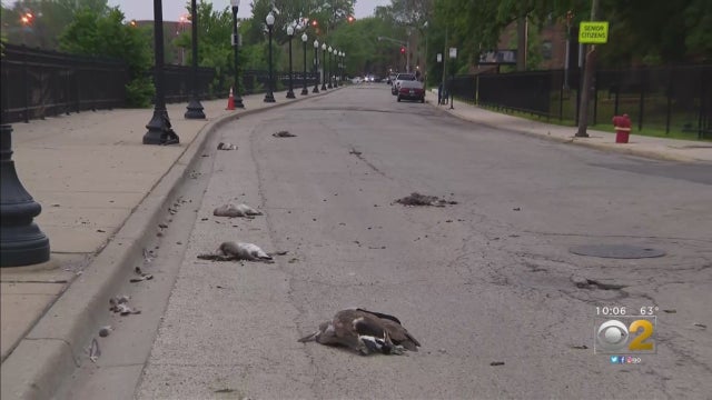 geese-killed-unblurred.jpg 
